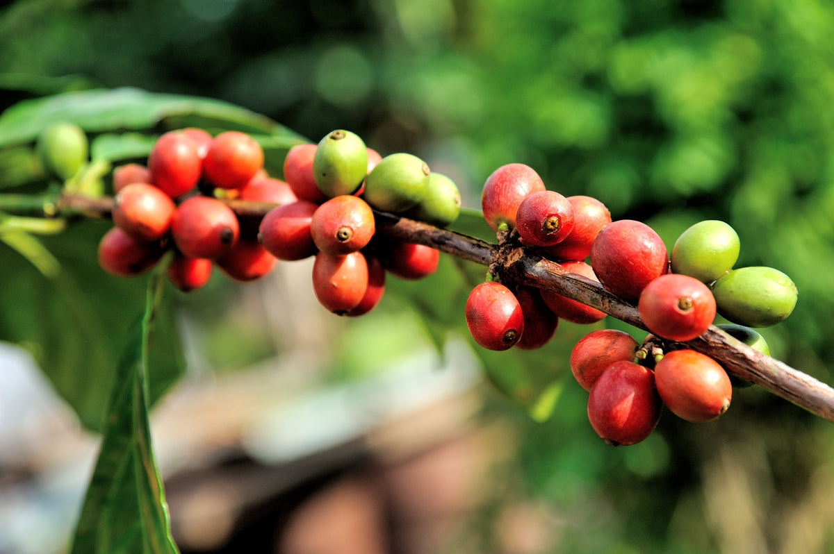 Sourcing Finest Specialty Coffee